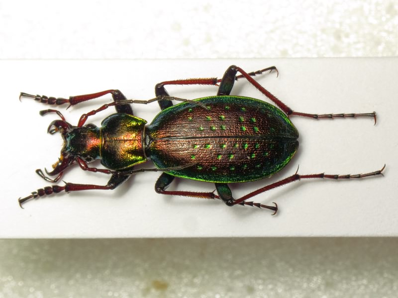 Carabus fabricii ucrainicus Lazorko, 1951